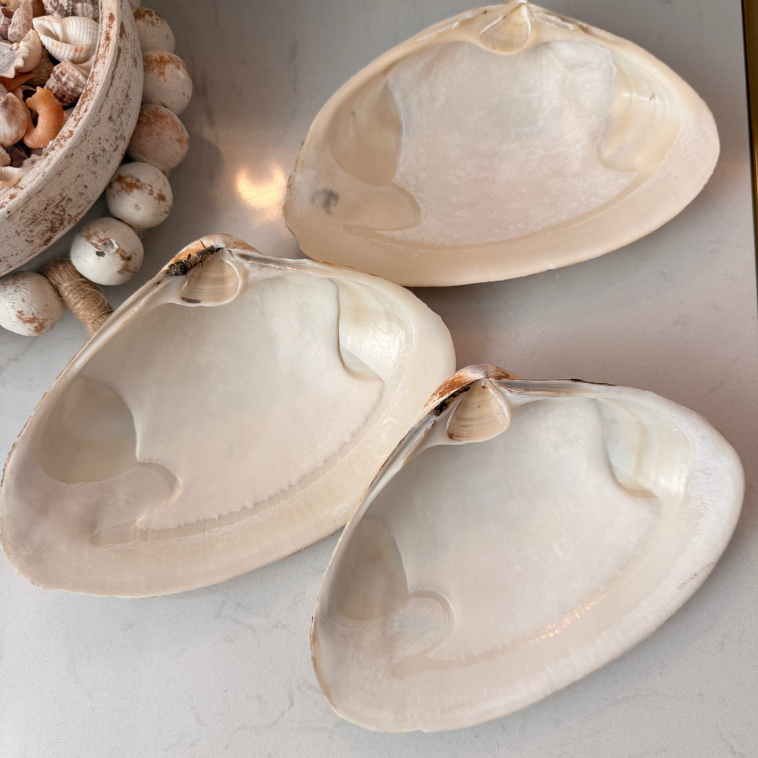 CUSTOM - Tide to Treasure Clam Shell Trinket Dish