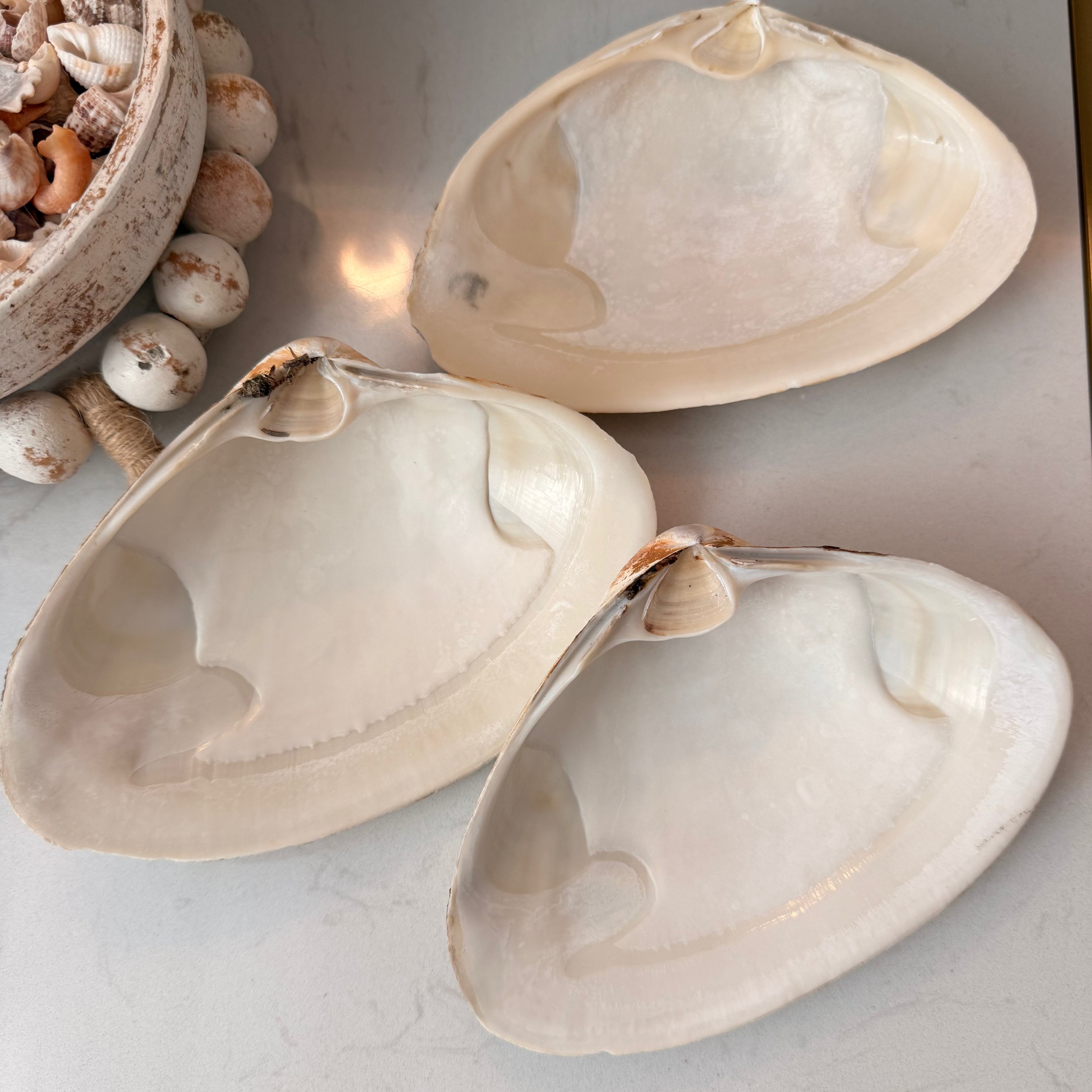 CUSTOM - Tide to Treasure Clam Shell Trinket Dish